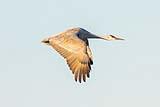 BWA Sandhill Crane Dec 2022